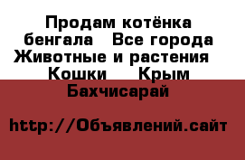 Продам котёнка бенгала - Все города Животные и растения » Кошки   . Крым,Бахчисарай